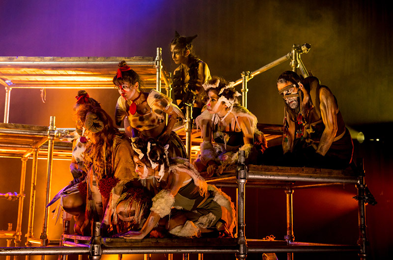 Hayvan Çiftliği Galeri 14